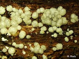 Attēlu rezultāti vaicājumam “Hypocrea gelatinosa”