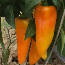 Afbeeldingsresultaat voor marconi golden sweet pepper