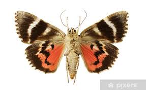 Attēlu rezultāti vaicājumam “Catocala sponsa”