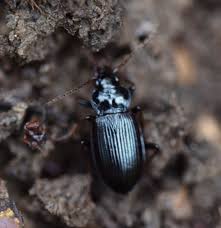 Attēlu rezultāti vaicājumam “Pterostichus sp.”