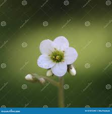 Attēlu rezultāti vaicājumam “Saxifraga granulata”