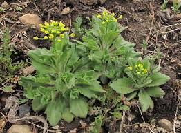 Attēlu rezultāti vaicājumam “Draba nemorosa”