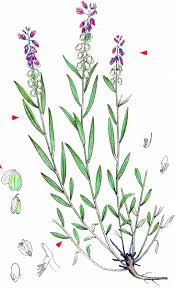 Attēlu rezultāti vaicājumam “Polygala comosa”