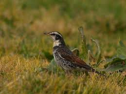 Image result for Turdus eunomus