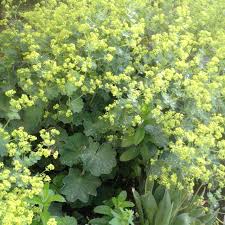 Attēlu rezultāti vaicājumam “Alchemilla vulgaris aggr.”