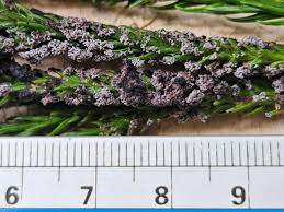 Attēlu rezultāti vaicājumam “Fuligo gyrosa”