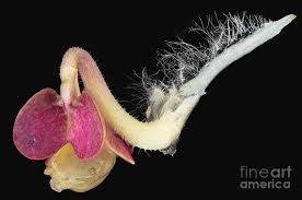 Attēlu rezultāti vaicājumam “Sinapis alba flower”