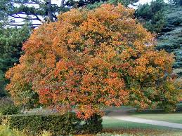 Attēlu rezultāti vaicājumam “Crataegus persimilis”