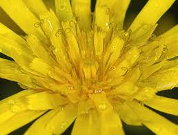 Attēlu rezultāti vaicājumam “Hieracium vulgatum bud”