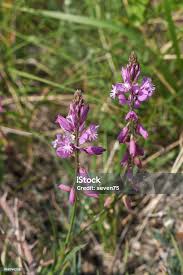 Attēlu rezultāti vaicājumam “Polygala vulgaris flower”