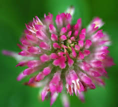 Attēlu rezultāti vaicājumam “Trifolium pratense flower”