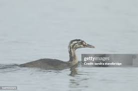 Attēlu rezultāti vaicājumam “Podiceps cristatus juvenile”