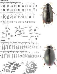 Attēlu rezultāti vaicājumam “Enochrus affinis”