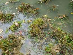 Attēlu rezultāti vaicājumam “Campyliadelphus elodes”