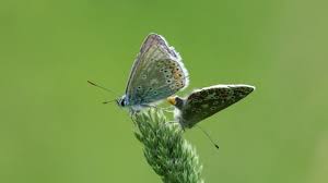 Attēlu rezultāti vaicājumam “Plebejus argus male”