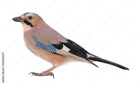 Attēlu rezultāti vaicājumam “Garrulus glandarius”