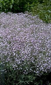 Attēlu rezultāti vaicājumam “Gypsophila paniculata”