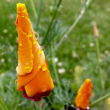 Attēlu rezultāti vaicājumam “Eschscholzia californica fruit”