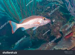 Image result for Lutjanus mahogoni