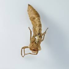 Attēlu rezultāti vaicājumam “exuvia”