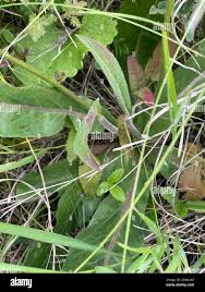 Attēlu rezultāti vaicājumam “Hypochaeris maculata leaf”