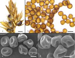 Attēlu rezultāti vaicājumam “Anthracoidea”