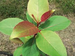 Attēlu rezultāti vaicājumam “Populus laurifolia”