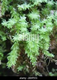 Attēlu rezultāti vaicājumam “Mnium stellare”