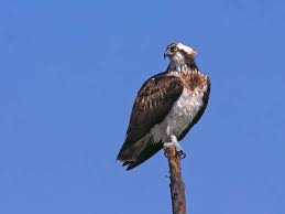 Attēlu rezultāti vaicājumam “Pandion haliaetus adult”