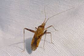 Attēlu rezultāti vaicājumam “Phytocoris varipes”