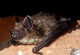 Attēlu rezultāti vaicājumam “Eptesicus serotinus”