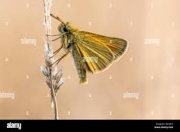 Attēlu rezultāti vaicājumam “Thymelicus lineola underside”