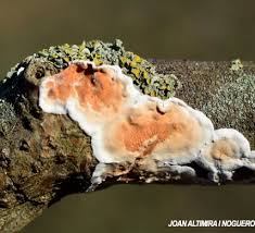 Attēlu rezultāti vaicājumam “Gloeoporus taxicola”