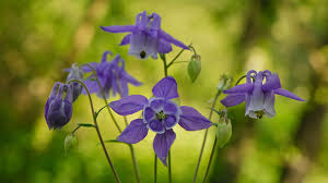 Image result for Aquilegia vulgaris