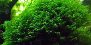 Attēlu rezultāti vaicājumam “Fissidens”