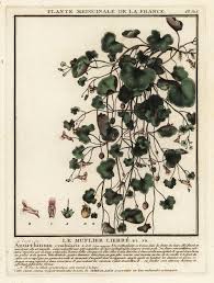 Attēlu rezultāti vaicājumam “Cymbalaria muralis”