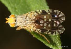Attēlu rezultāti vaicājumam “Ambrosia artemisiifolia fruit”