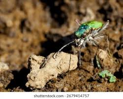 Attēlu rezultāti vaicājumam “Cicindela campestris imago”