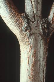 Attēlu rezultāti vaicājumam “Nectria cinnabarina”