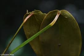 Attēlu rezultāti vaicājumam “Potamogeton natans leaf”