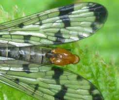 Attēlu rezultāti vaicājumam “Panorpa communis”