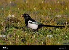 Attēlu rezultāti vaicājumam “Pica pica adult”