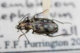 Attēlu rezultāti vaicājumam “Bembidion litorale”