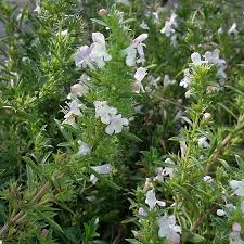 Image result for Bohnenkraut