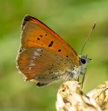 Attēlu rezultāti vaicājumam “Lycaena virgaureae”