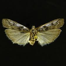 Attēlu rezultāti vaicājumam “Zophodia grossulariella”