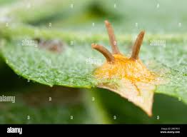 Attēlu rezultāti vaicājumam “Gymnosporangium cornutum”