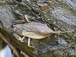 Attēlu rezultāti vaicājumam “Nepa cinerea imago”