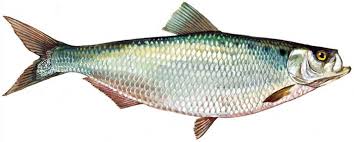 Image result for Alosa mediocris