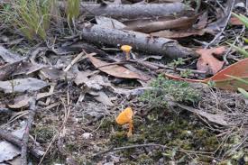Attēlu rezultāti vaicājumam “Lichenomphalia umbellifera”